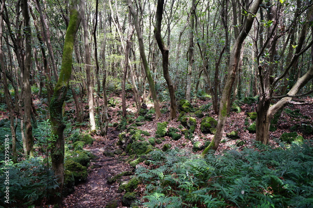 primeval forest in the gleaming sunlight primeval forest in the gleaming sunlight