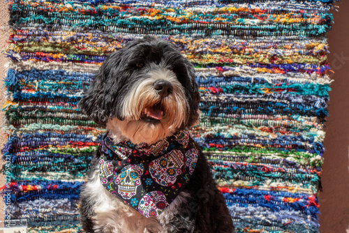 Dog and colourful background in New Mexico