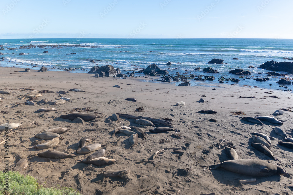 Elephant seals, mirounga angustinostris, group sleeping in the sand on late afternoon at Elephant Seal Vista Point, along Cabrillo Highway, Pacific California Coast, USA.