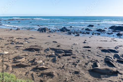 Wallpaper Mural Elephant seals, mirounga angustinostris, group sleeping in the sand on late afternoon at Elephant Seal Vista Point, along Cabrillo Highway, Pacific California Coast, USA. Torontodigital.ca