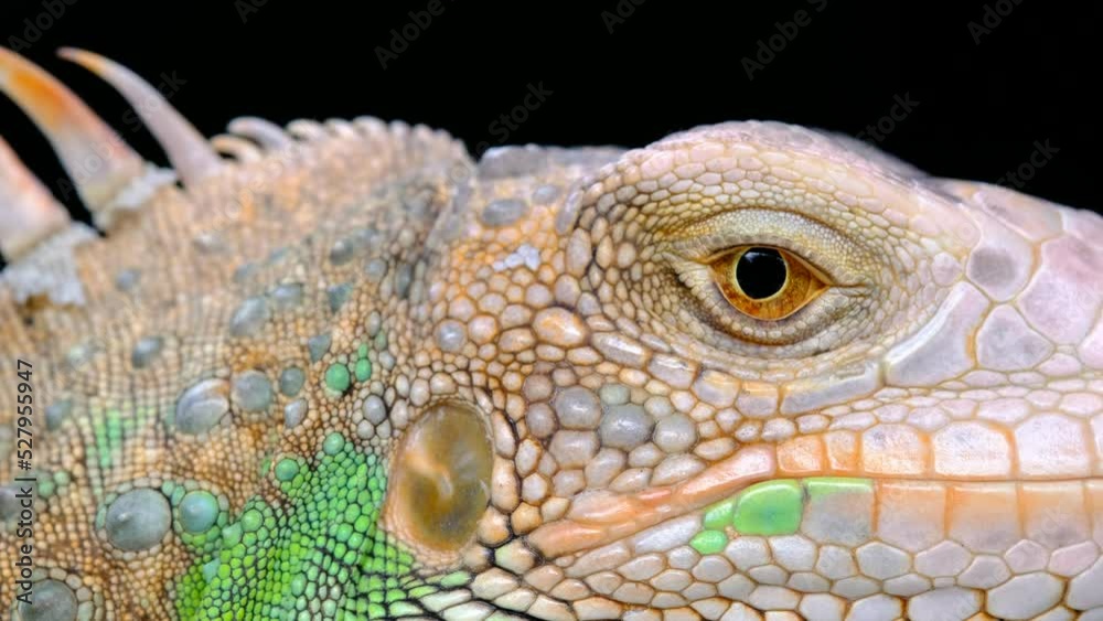 lizard, animal, green lizard with blur background
lizard, animal, green lizard with blur background