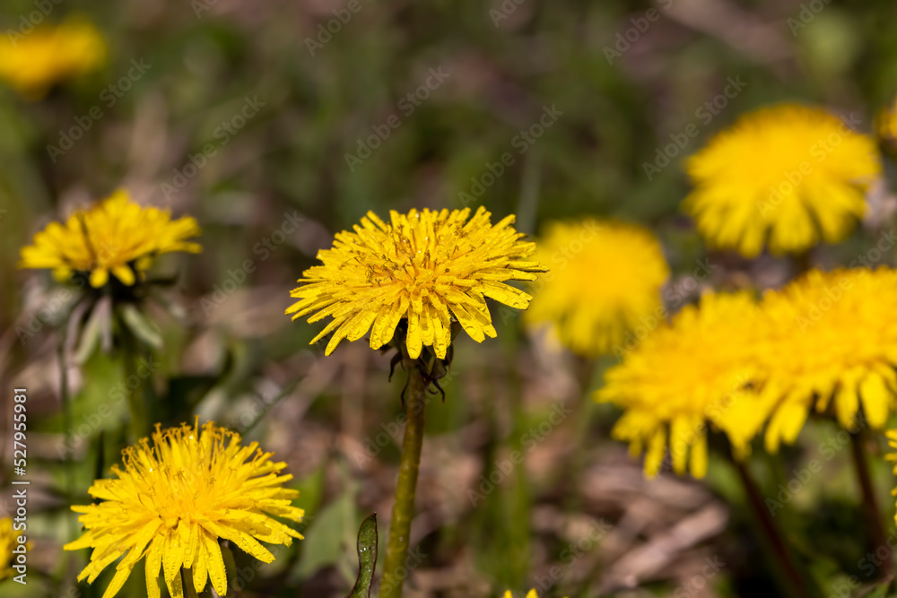 several dandelion flowers in the field in the spring season several dandelion flowers in the field in the spring season