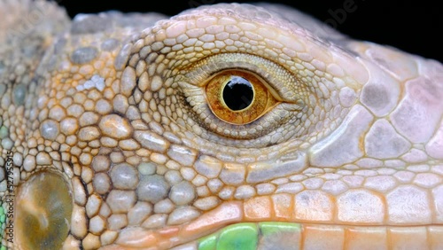lizard, animal, green lizard with blur background
