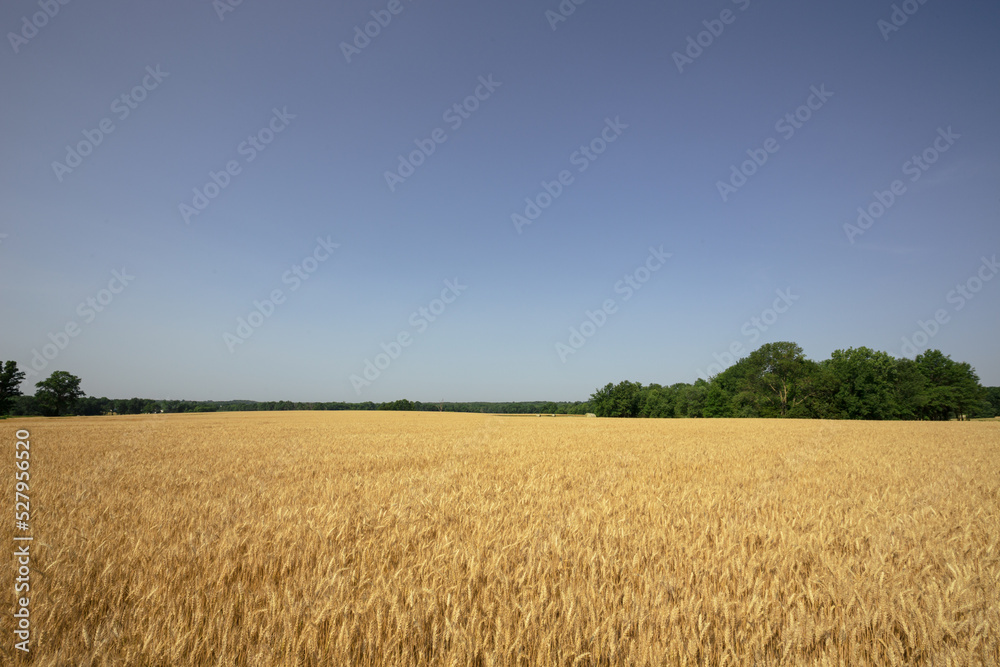 Wheat Field in missouri landscape