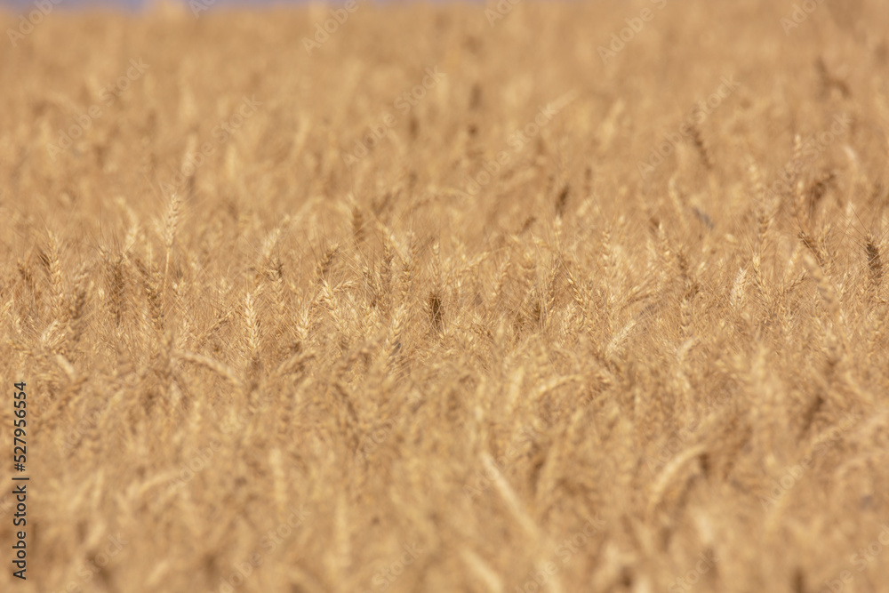 Golden Wheat Field Ready for Harvest