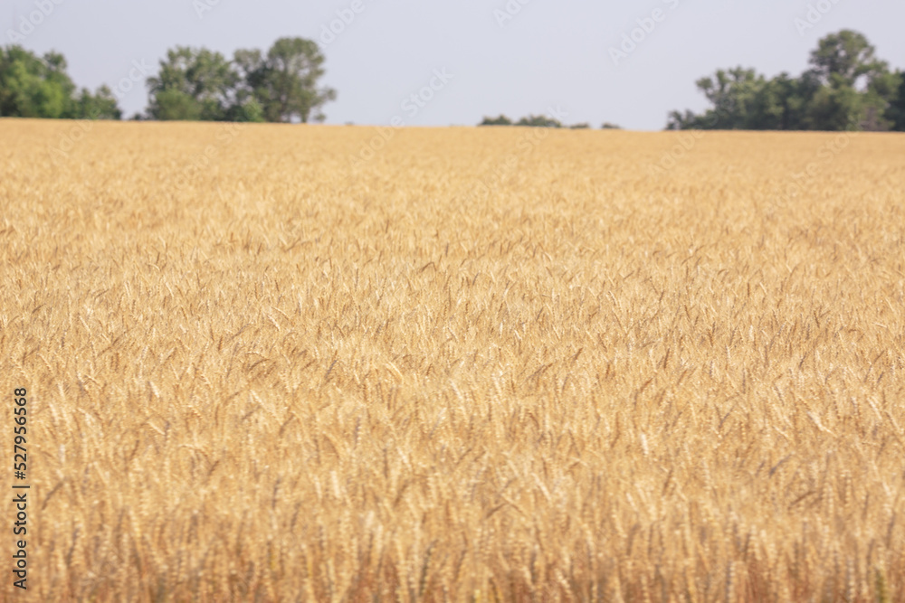 Fototapeta premium Golden Wheat Field