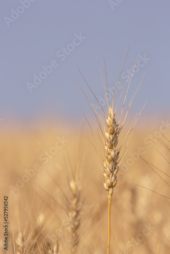 Close Up Wheat Head in Golden Farm Field
