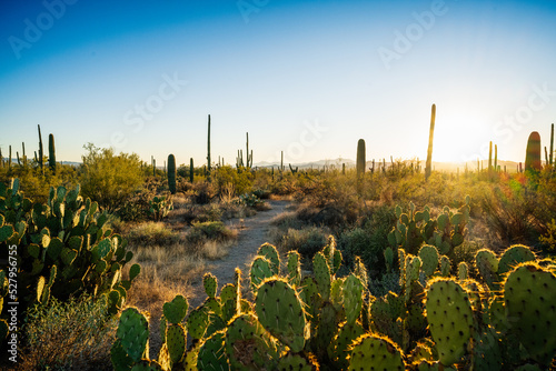 Prickly Pear and Saguaro Cactus in Arizona Desert