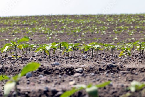 young sunflower plants in the field