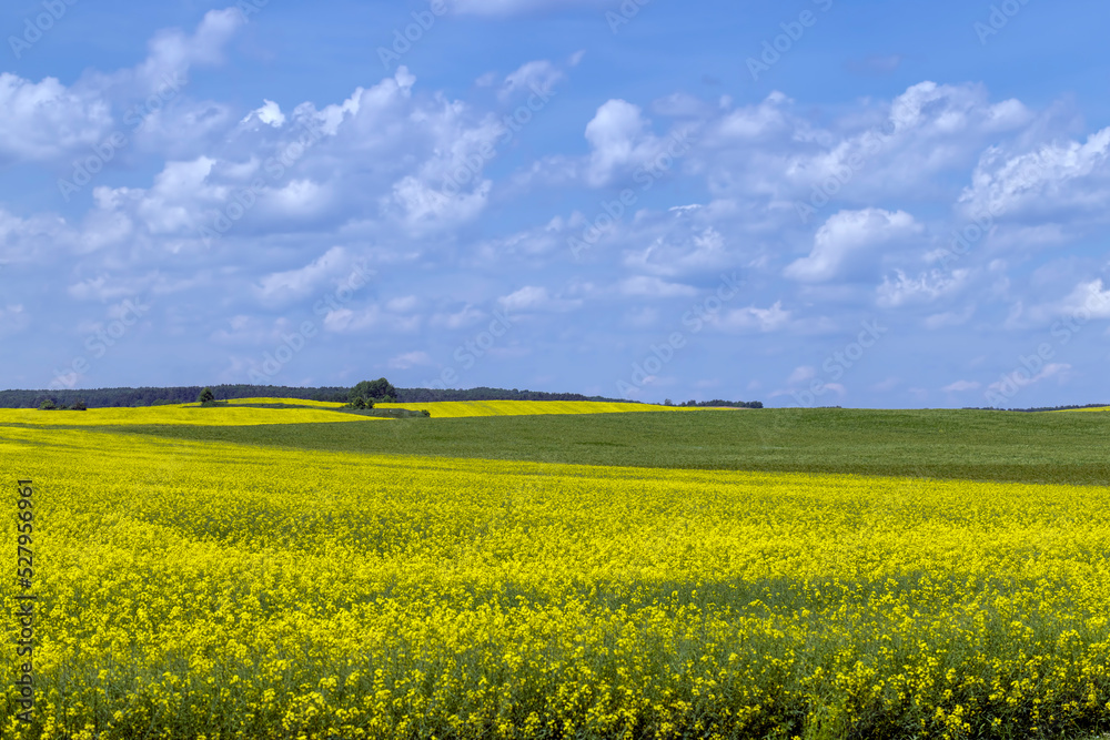 Yellow-flowering rapeseed in the summer