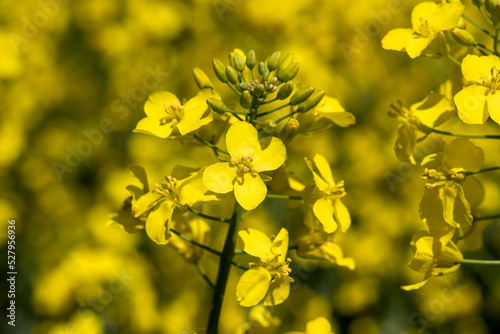 Yellow-flowering rapeseed in the summer