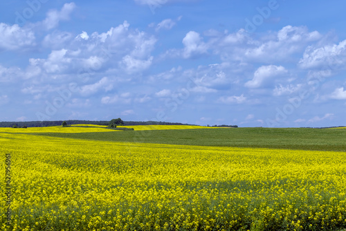 Yellow-flowering rapeseed in the summer