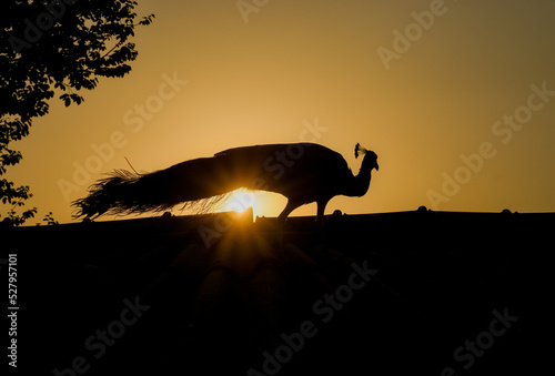 Peacock Silhouette at sunrise stock photo.