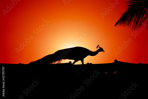 Peacock Silhouette at sunrise stock photo. © DiversePixels