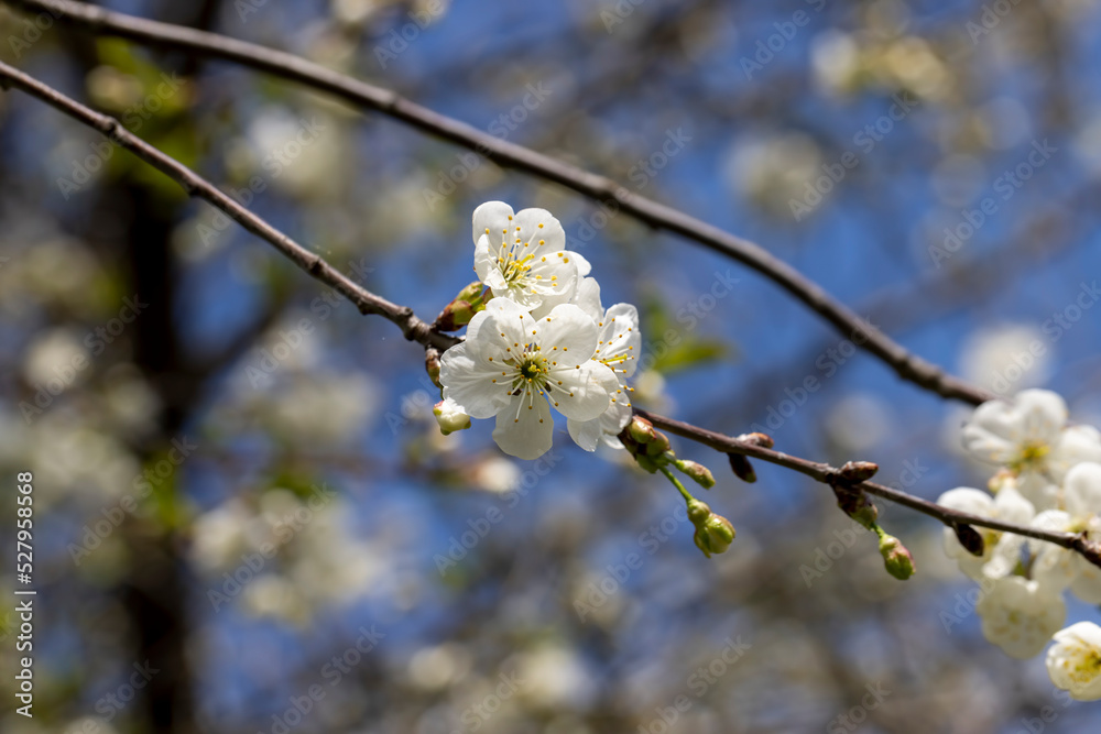 apple fruit trees blooming in the spring season apple fruit trees blooming in the spring season