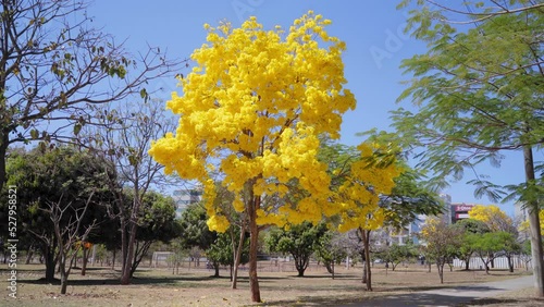 Magical transition of a Yellow Ipe flowering photo