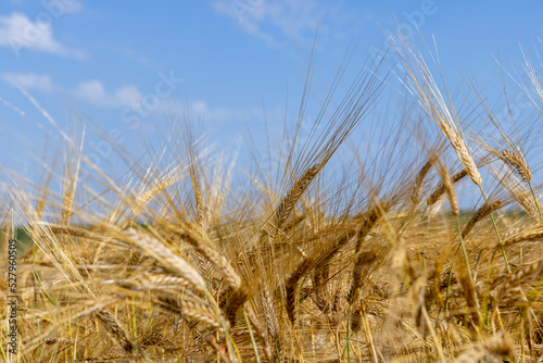 ripe wheat harvest in summer