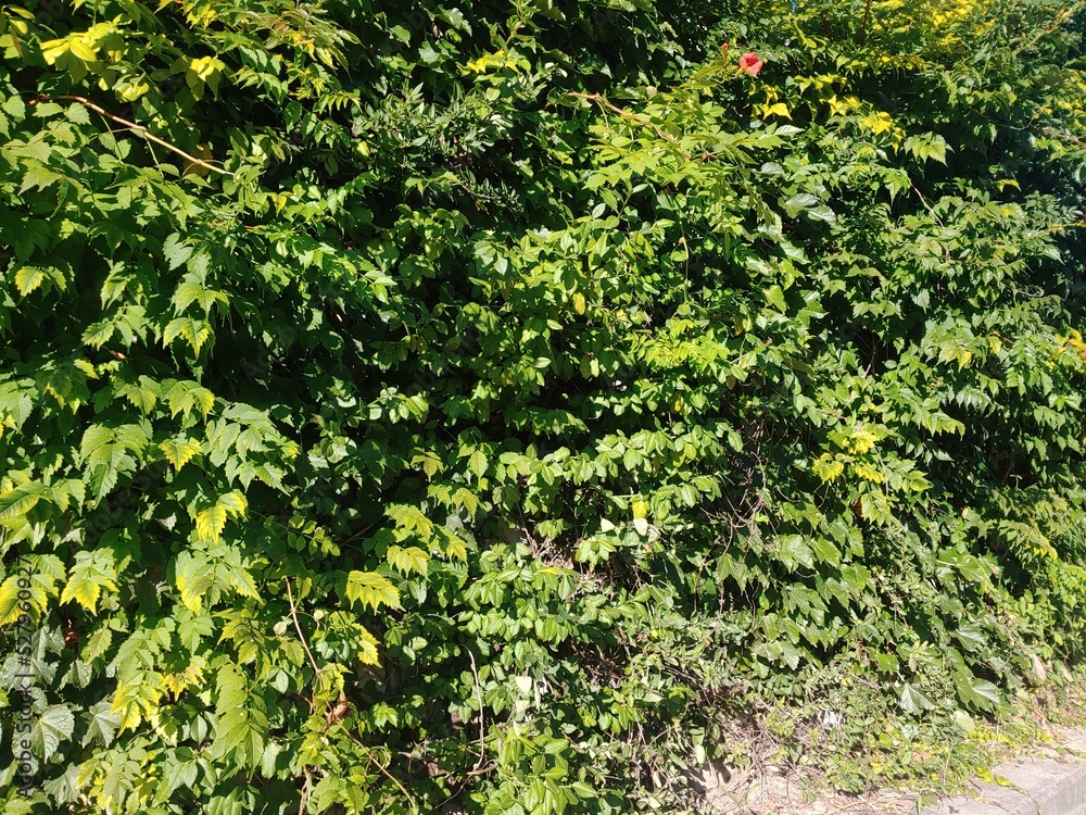 ivy on the wall ivy on the wall