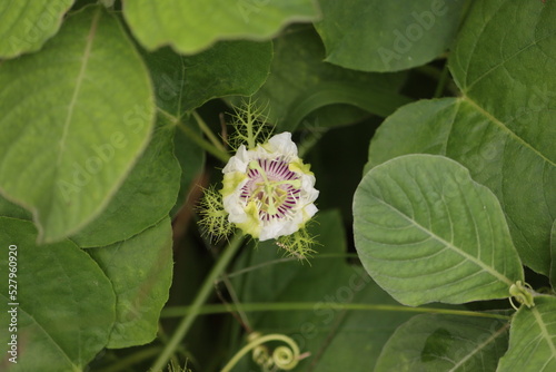 Passiflora foetida (common names: stinking passionflower, bush passion fruit, stoneflower, love-in-a-mist, or running pop) is a species of passion flower that is native to the southwestern United Stat photo