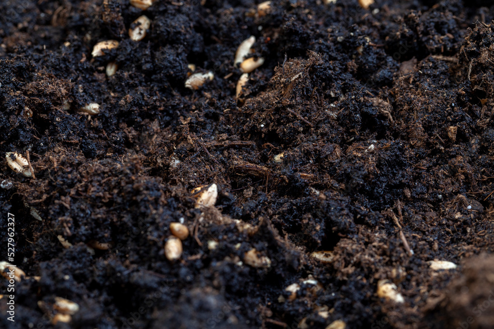 Fertile soil in which wheat seeds are planted Fertile soil in which wheat seeds are planted