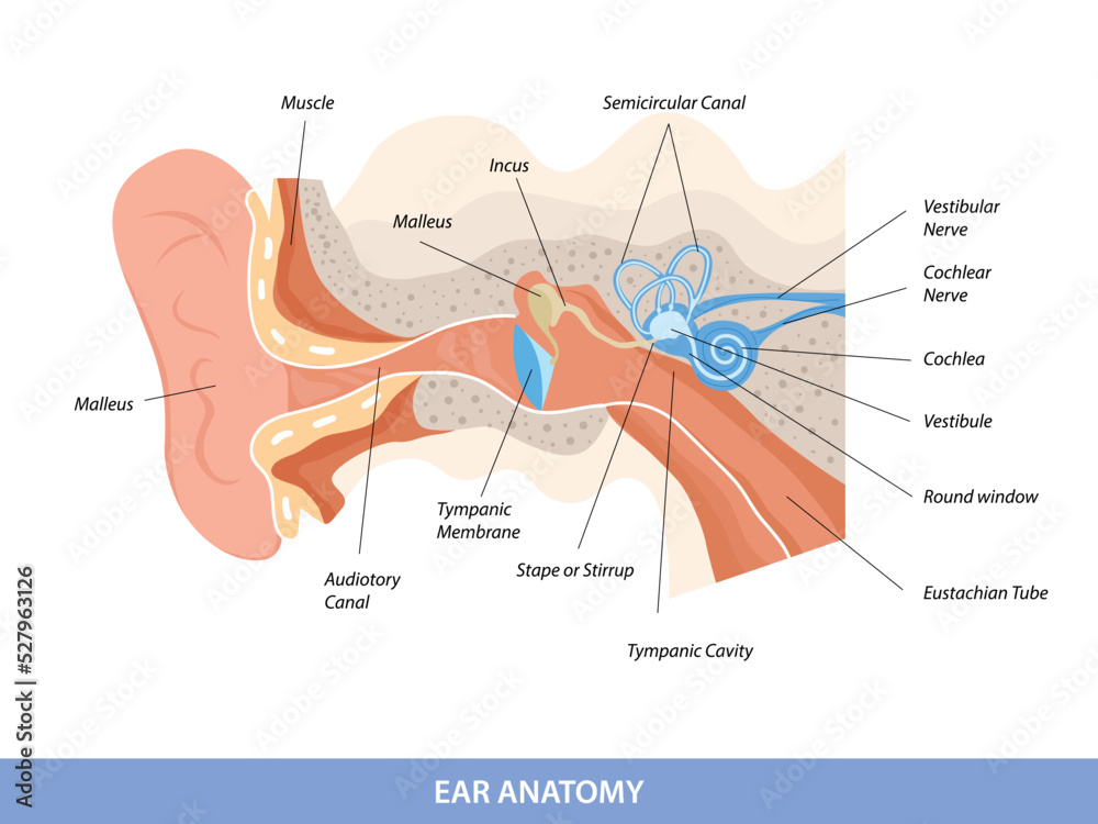 Póster Human ear structure anatomical diagram – Cuadro para Pared ...