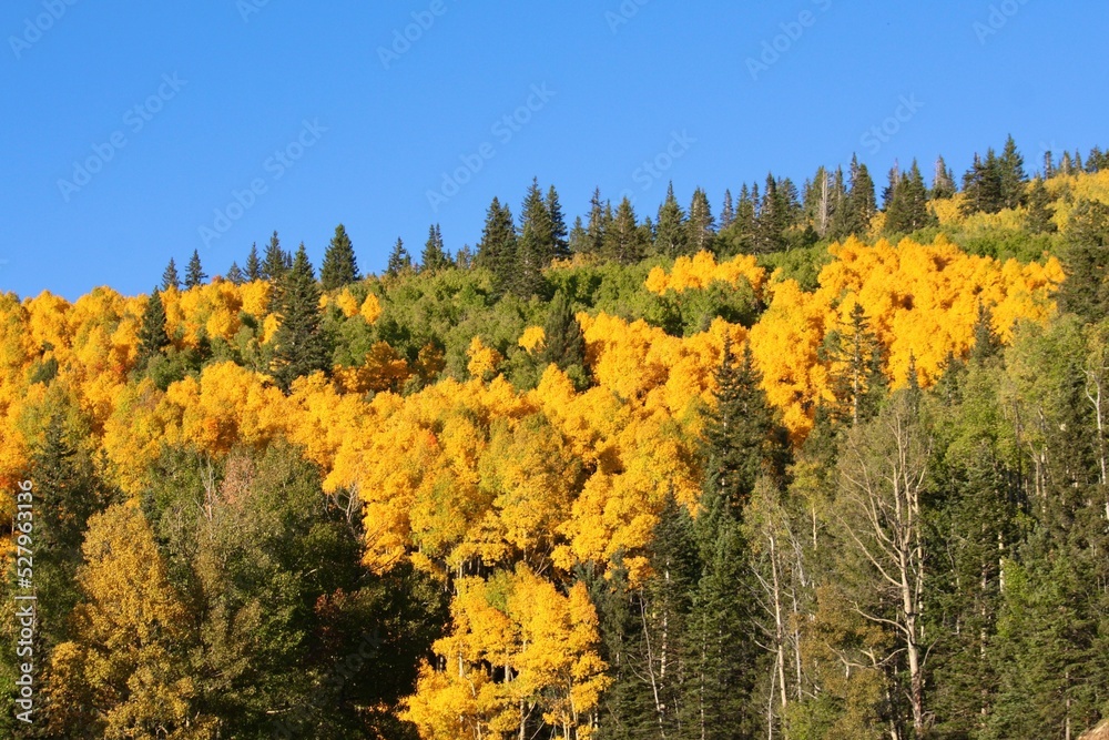 Yellow and green forest landscape in the Fall Yellow and green forest landscape in the Fall