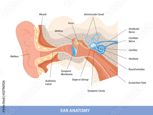 Human ear structure anatomical diagram