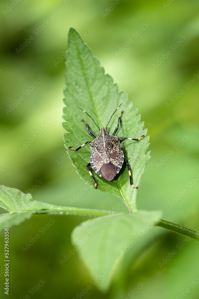 Kimadarakamemushi (Erthesina fullo), Alien Species Introduced to Japan. Close up macro photography. Kimadarakamemushi (Erthesina fullo), Alien Species Introduced to Japan. Close up macro photography.