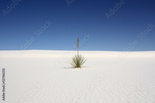 Plant in the desert with white sand and blue sky