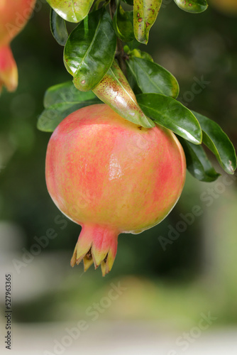 Young pomegranate fruit branch, close up.