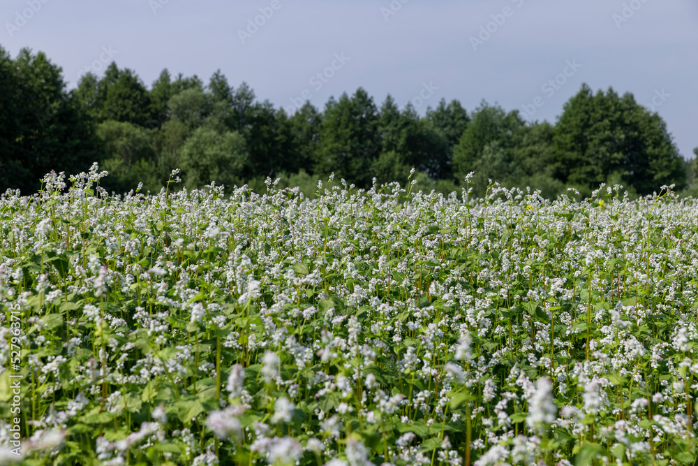 Agricultural field where buckwheat blooms Agricultural field where buckwheat blooms