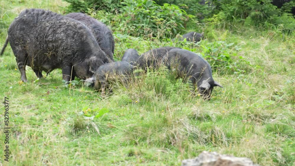 Group of wild black boars with children in the mountain forest in the Carpathians in summer, Ukraine, Europe. Concept of nature and environment Group of wild black boars with children in the mountain forest in the Carpathians in summer, Ukraine, Europe. Concept of nature and environment