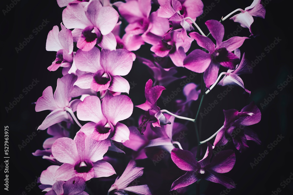 薄紫の花 薄紫の花