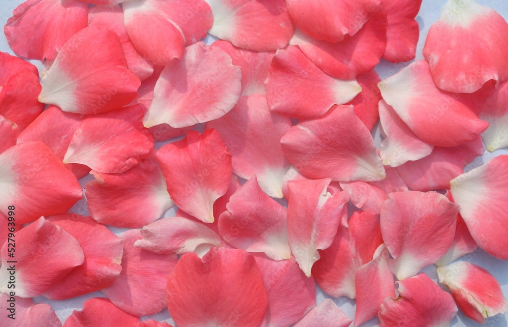 Pink Rose Flower Petals Background in Horizontal Orientation Pink Rose Flower Petals Background in Horizontal Orientation