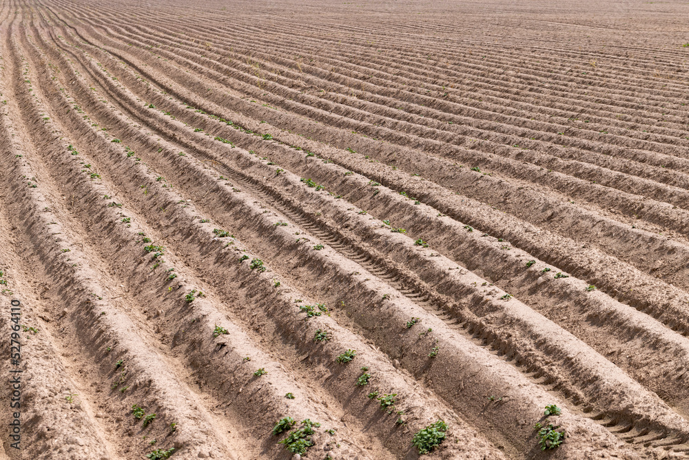 A field with furrows in which potatoes grow A field with furrows in which potatoes grow