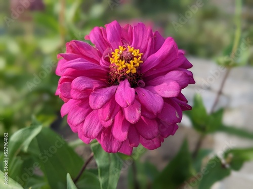 pink and purple flower