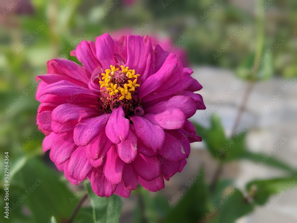 bee on pink flower bee on pink flower