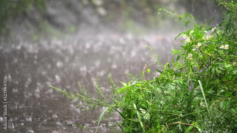 雨 雨