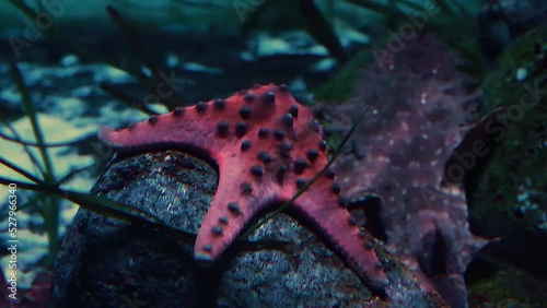 Starfish on the wood underwater photo