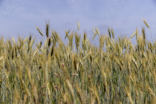 A field with unripe wheat in the summer season