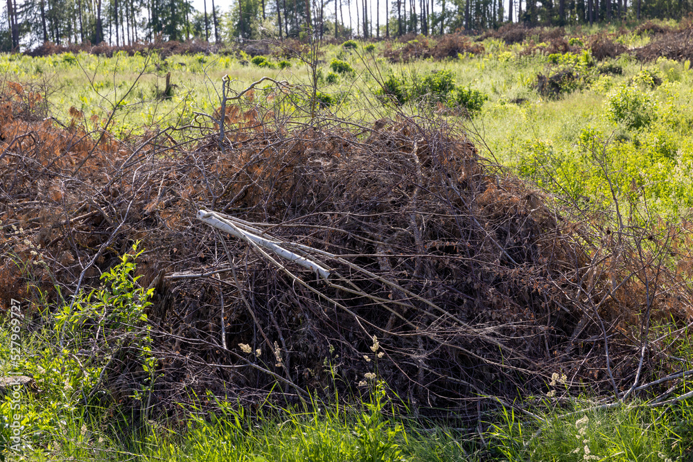 deforestation and timber harvesting in eastern Europe deforestation and timber harvesting in eastern Europe