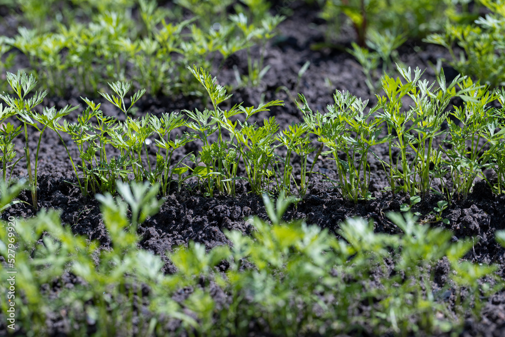 covered with young carrot plants after the rain covered with young carrot plants after the rain