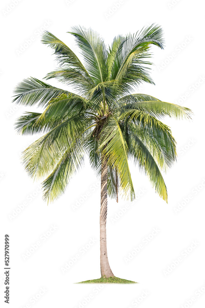 Isolated coconut tree on white background Low-cost coconut trees are the economic crops of Thailand, which the Thai people call coconut perfume. Isolated coconut tree on white background Low-cost coconut trees are the economic crops of Thailand, which the Thai people call coconut perfume.