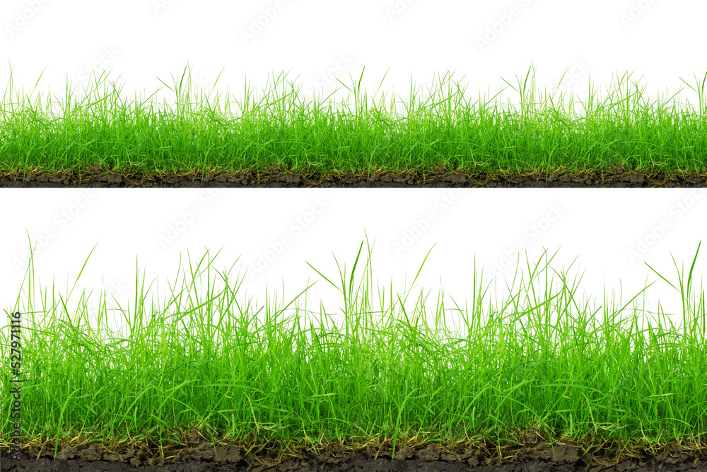 Fototapeta premium Green Grass Border isolated on white background.The collection of grass.(Manila Grass)The grass is native to Thailand is very popular in the front yard.