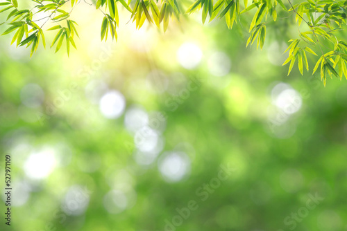 Fresh and green leaves green bokeh on nature abstract blur background green bokeh from tree.Mock up for display.