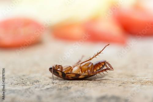 Dead cockroach, The problem in the house because of cockroaches living in the kitchen. Cockroach eating whole wheat bread on  wood cutting board background. Cockroaches are carriers of the disease.