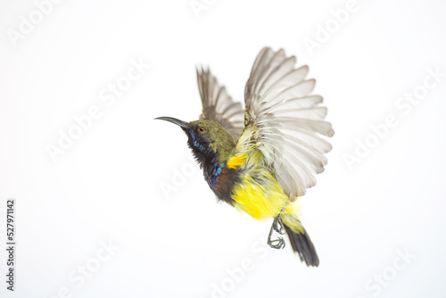 Olive-backed sunbird, Yellow-bellied sunbird; isolate on White Background
