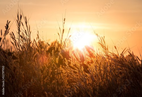 Beautiful scene with waving wild grass on a sunset. Shot with lens flare