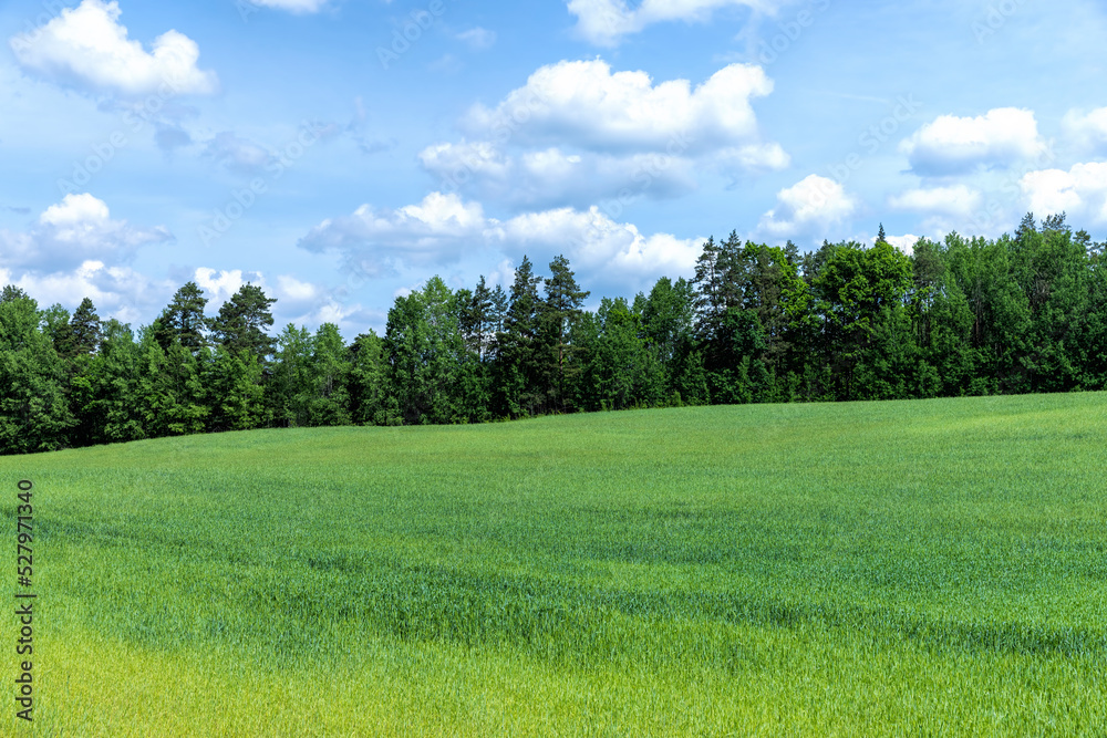 An agricultural field where green cereals grow