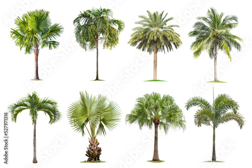 Coconut and palm trees Isolated tree on white background   The collection of trees.Large trees are growing in summer  making the trunk big.
